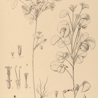 110. OXALIS I. cumulata, II. Pohliana, III. praetexta.