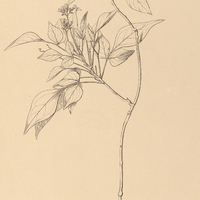 111. OXALIS Laureola.