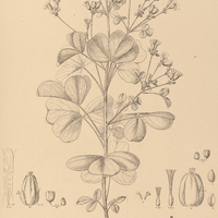 112. OXALIS I. physocalyx, II. Zuccarinii.
