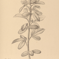 113. OXALIS Goyazensis.