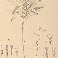 114. OXALIS I. daphniformis, II. bupleurifolia.
