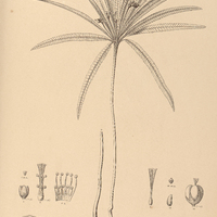 115. OXALIS calophylla.