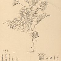 116. EICHLERIA I. Blanchetiana, II. lucida.