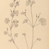 117. GERANIUM albicans.