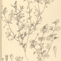 118. I. CAESAREA Montevidensis, II. LINOSTIGMA petiolatum.