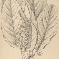 1. STERCULIA speciosa.