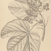 2. STERCULIA striata.