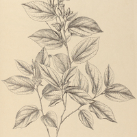 4. HELICTERES guazumifolia.