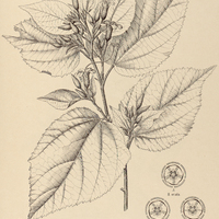 5. HELICTERES ovata.