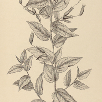6. HELICTERES I. muscosa, II. Eichleri.