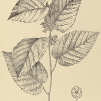 7. MELOCHIA Benthami.
