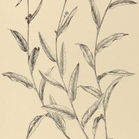 8. MELOCHIA Sorocabensis.