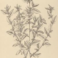 9. MELOCHIA melissifolia.