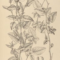 10. MELOCHIA hirsuta var. ?.