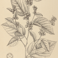 11. WALTHERIA involucrata.