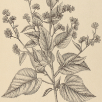 12. WALTHERIA viscosissima.