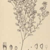 13. WALTHERIA I. Selloana, II. polyantha.
