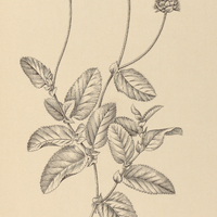 14. WALTHERIA bracteosa.
