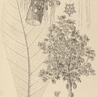 15. THEOBROMA Mariae.