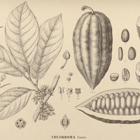 16. THEORBOMA Cacao.