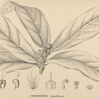 17. THEOBROMA grandiflorum.