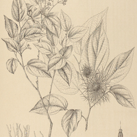 18. GUAZUMA crinita.
