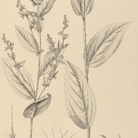 19. BÜTTNERIA scabra.