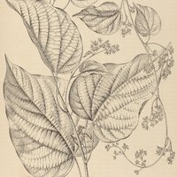 20. BÜTTNERIA catalpifolia.