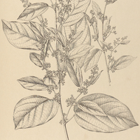 21. BUETTNERIA discolor.
