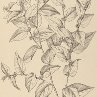 22. BÜTTNERIA divaricata.