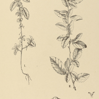 23. AYENIA I. erecta, II. glabrescens.