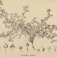 24. AYENIA pusilla.