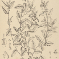 26. CORCHORUS I. hirtus, II. acutangulus.