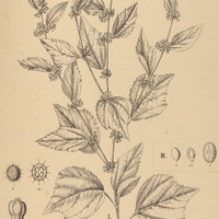 27. TRIUMFETTA I. rhomboidea, II. heterophylla, III. semitriloba.