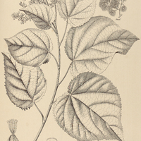 28. HELIOCARPUS Americanus.