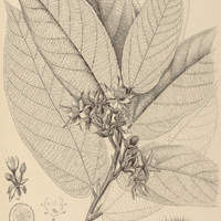 29. APEIBA tibourbou.