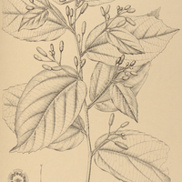 30. MOLLIA speciosa.