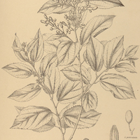 31. LÜHEA Conwentzii.