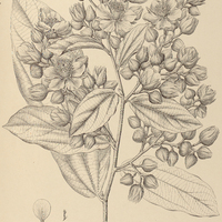 32. LÜHEA althaeiflora.