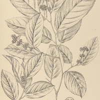 33. VASIVAEA alchorneoides.