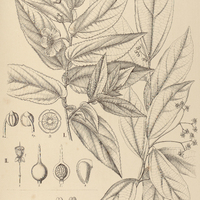 34. I. MUNTINGIA Calabura, II. HASSELTIA laxiflora.