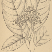 35. SLOANEA I. latifolia, II. laxiflora.