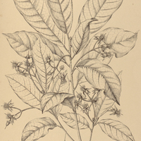 36. SLOANEA Garckeana.