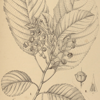 37. SLOANEA I. dentata, II. macrophylla.