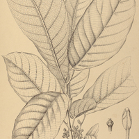 38. SLOANEA I. Eichleri, II. ochrocarpa.