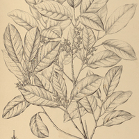 39. SLOANEA alnifolia.