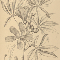 40. CHORISIA speciosa.