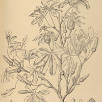 41. CEIBA Rivieri.