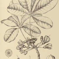 42. BOMBAX gracilipes.