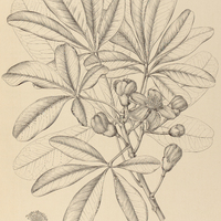 43. BOMBAX Wittrockianum.